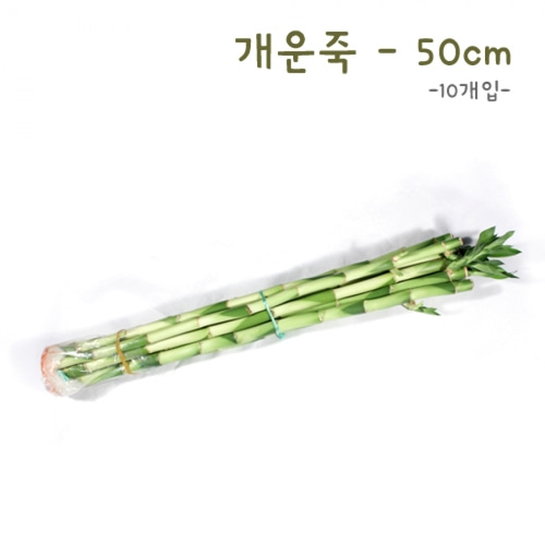 식물탐구 수경재배 개운죽 50cm(10개)(반품불가)