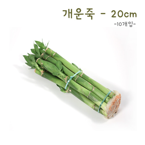 식물탐구 수경재배 개운죽 20cm(10개)(반품불가)