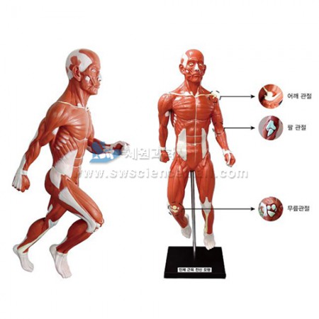 인체근육전신모형(팔관절,무릎관절,관찰용)