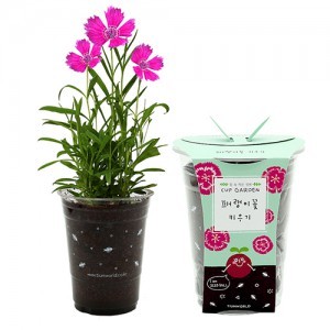 (식물키우기) 틔움 컵가든 패랭이꽃 키우기세트