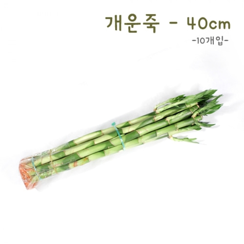 [식물탐구] 수경재배 개운죽 40cm(10개)(반품불가)