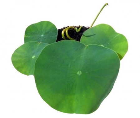[식물] 리틀펫 연잎6장 -6월말부터 가능