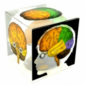 [STEAM과학] 뇌 구조 모형 큐브 5명 set