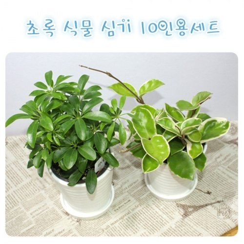 [식물탐구] 모종옮겨심기 초록식물키우기 10개세트(도자기화분포함)