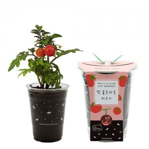 [식물키우기] 틔움 컵가든 방울토마토 키우기세트