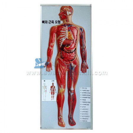 인체 뼈와근육모형