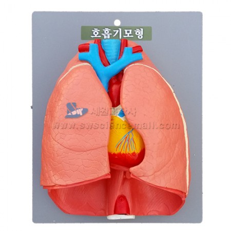 호흡기관모형(고급형)
