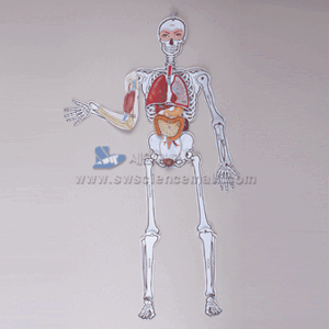 세원과학사 2022년 인체골격내부근육모형만들기 5인용 운동감각기관포함