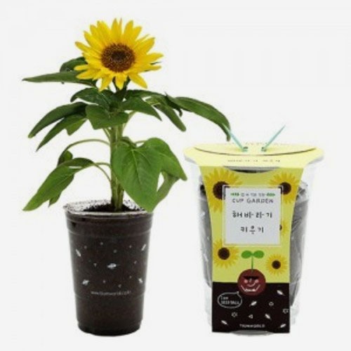 (식물키우기) 틔움 컵가든 미니해바라기 키우기세트