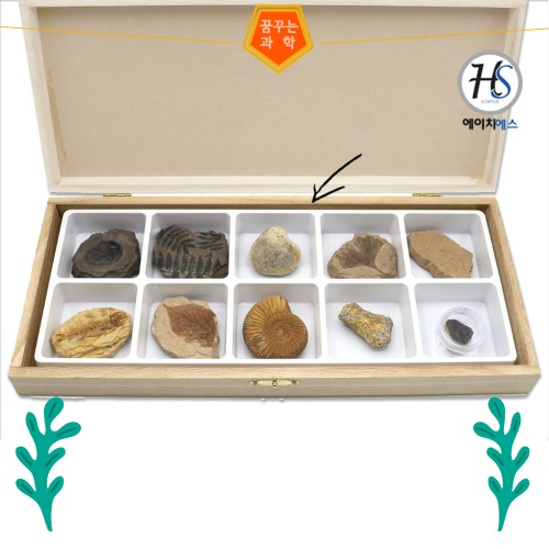[HS]교과서에 나오는 초등화석 10종
